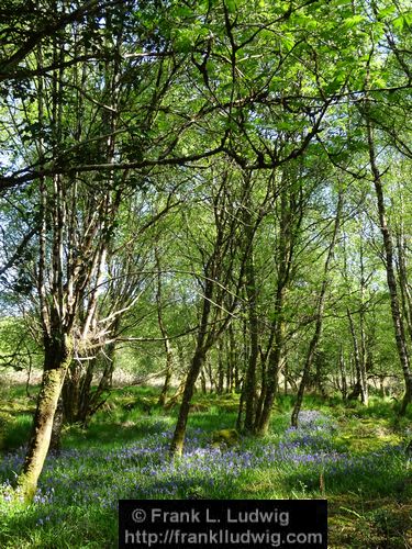 Spring in Glenfarne